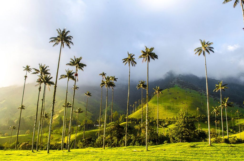 Cocora Valley landscape with wax palms