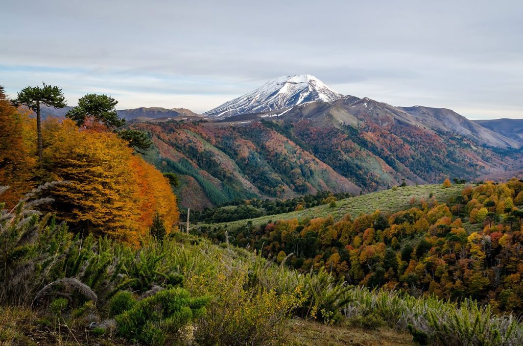 Autumn foliage in Conguillio National Park, Chile