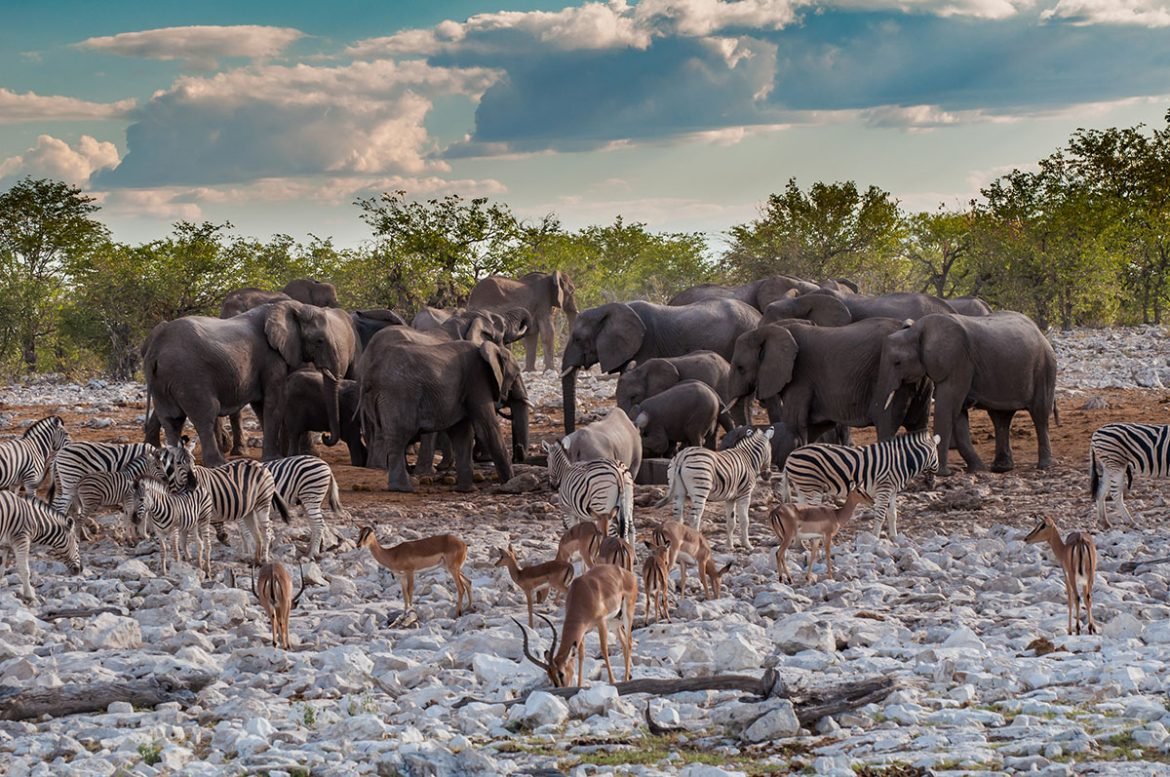 Wildlife at watering hole in Etosha National Park, Namibia