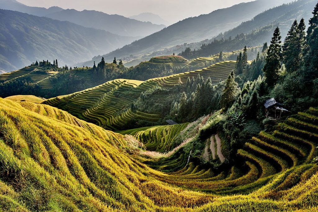 Rice terraced fields of Wengjia Longji, Longsheng, Hunan, China