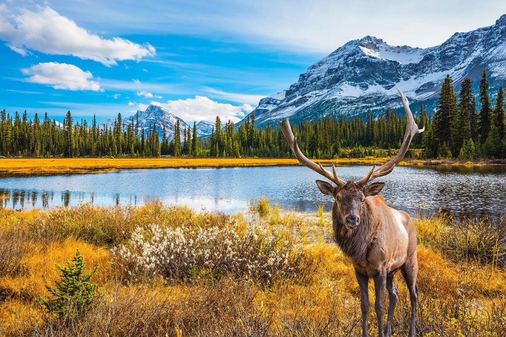 Beautiful landscape of Jasper National Park in Alberta, Canada.