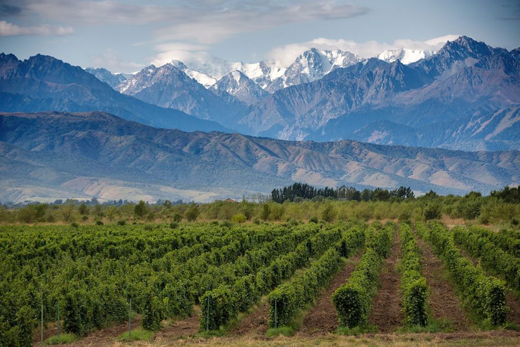 Vineyards in Mendoza, Argentina.