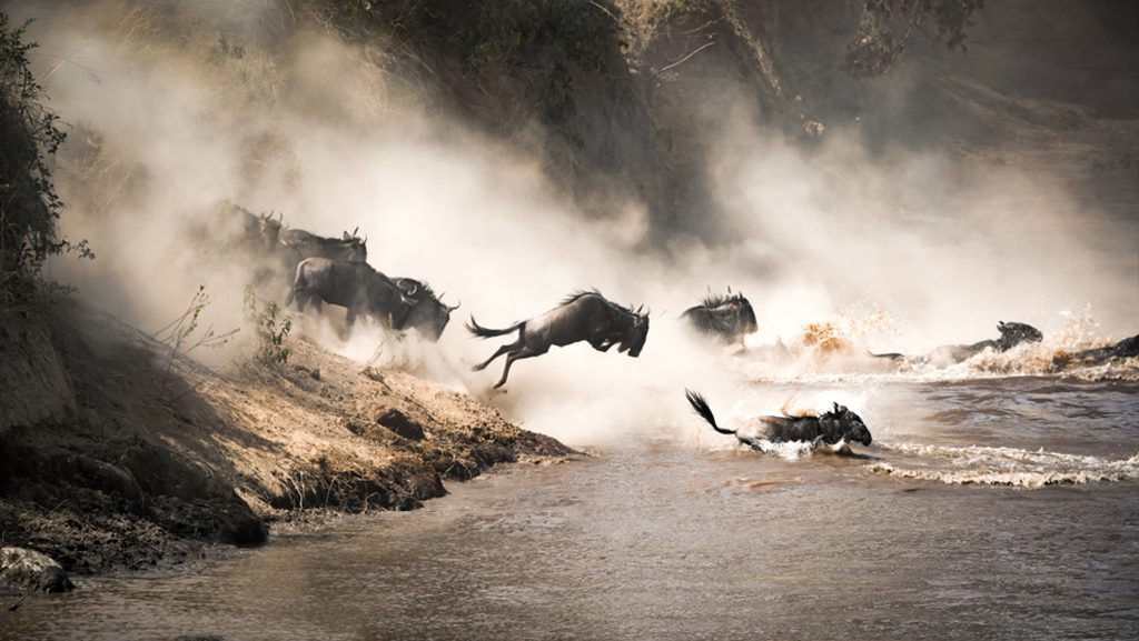 Wildebeest crossing the Mara River during the annual great migration.