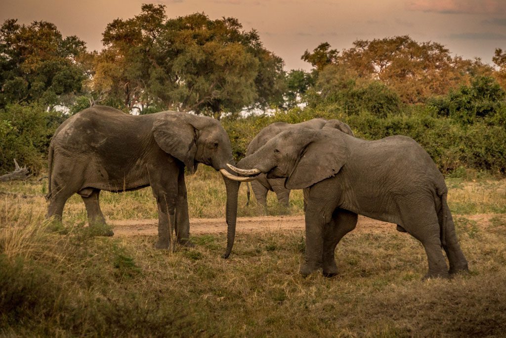 A group of elephants walking through the savannah in South Luangwa National Park, Zambia, with green trees and grass in the background.