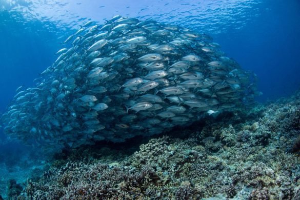 Schooling jacks swim over a colorful reef in Tubbataha, Philippines