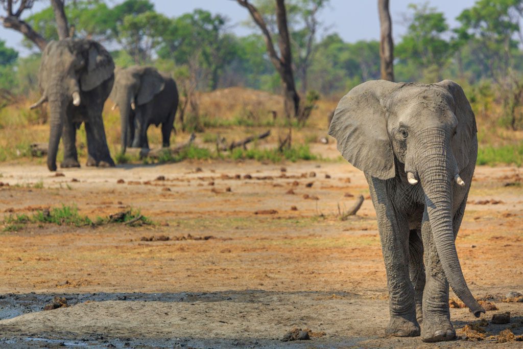 "Elephants in Khaudum National Park - Namibia"