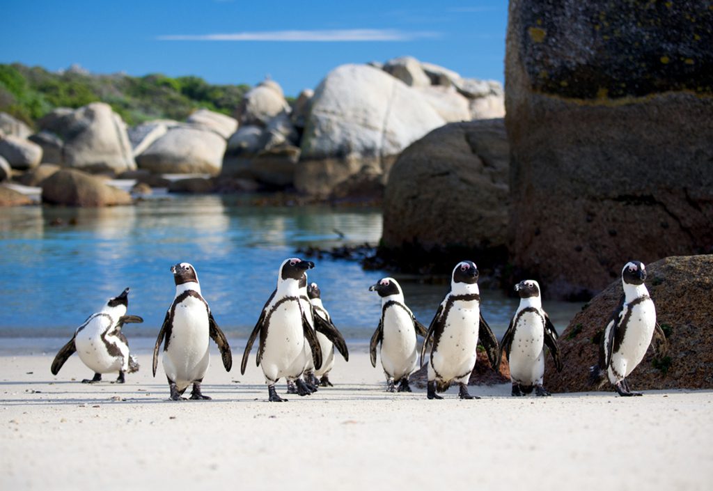  A group of Jackass penguins walking in a line