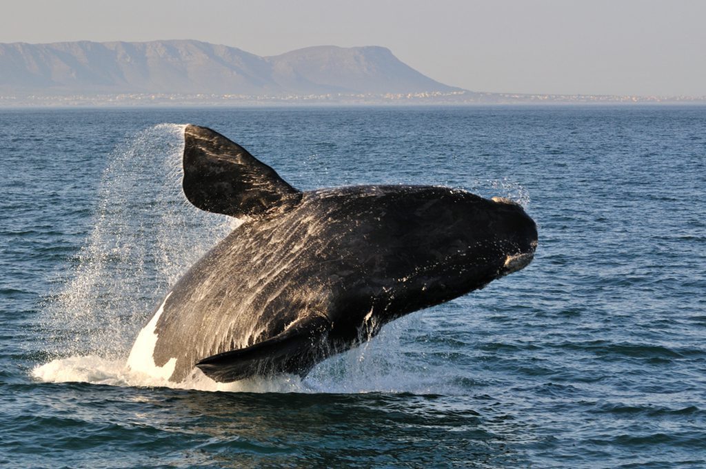 A humpback whale jumping out of the ocean.