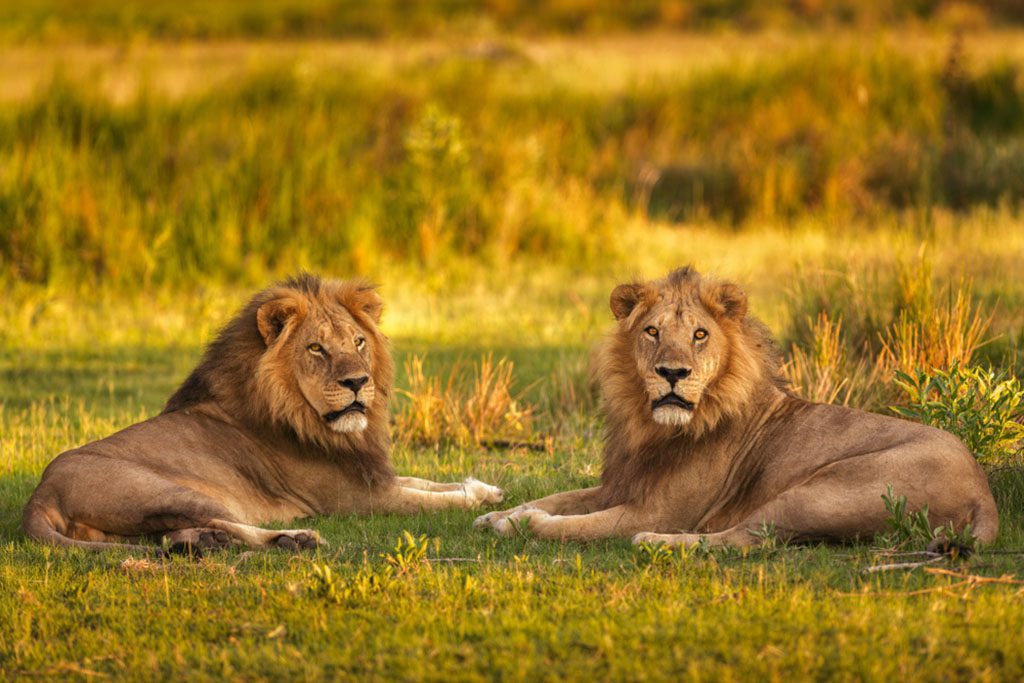 Lions walking in grassy savannah in Moremi Game Reserve, Botswana.