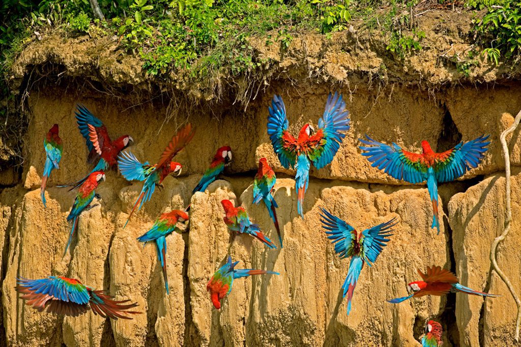 Red-and-green Macaws eating clay on a cliff at Manu National Park, Peru