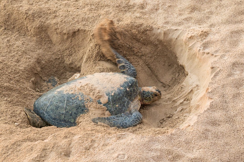 Green Back Turtle nesting at Ras al Jinz beach, Oman