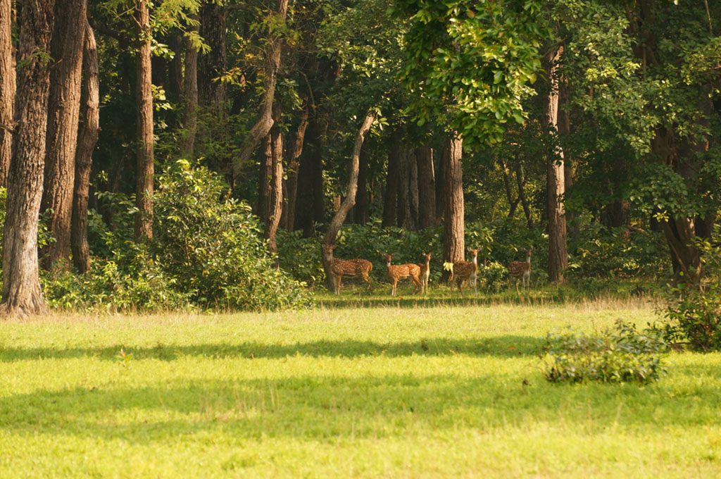 Spotted deer in the Jungle of Shuklaphanta National Park, Nepal.