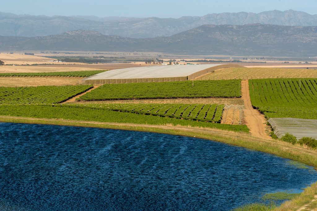 Scenic view of Riebeek Kasteel vineyards and wheat farms in Swartland, South Africa"