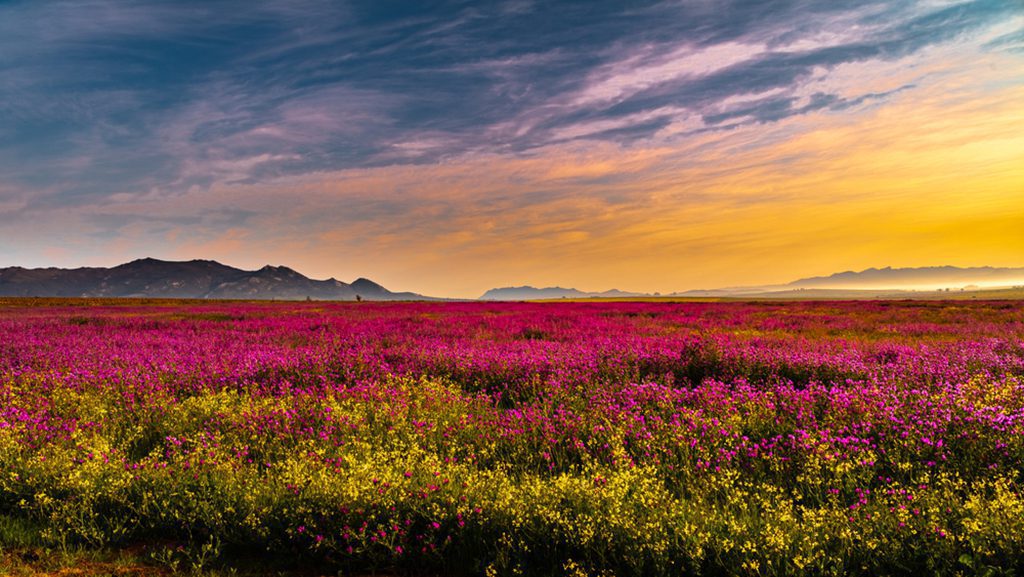 Colorful wild flowers in bloom in a field in Paarl, South Africa

