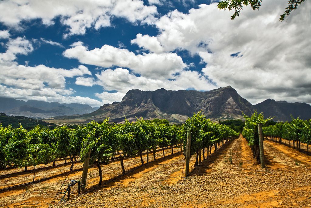 Grapes in a famous Sauvignon Blanc winery against mountain and cloudy sky during a summer sunny day in Franschhoek, South Africa.