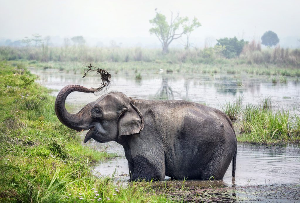 Elephant taking a bath in the river of Banke national park, Nepal