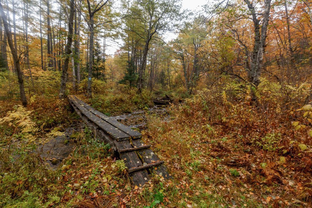 Sikhote-Alin Biosphere Reserve. Wooden footbridge over a small stream in the autumn forest.