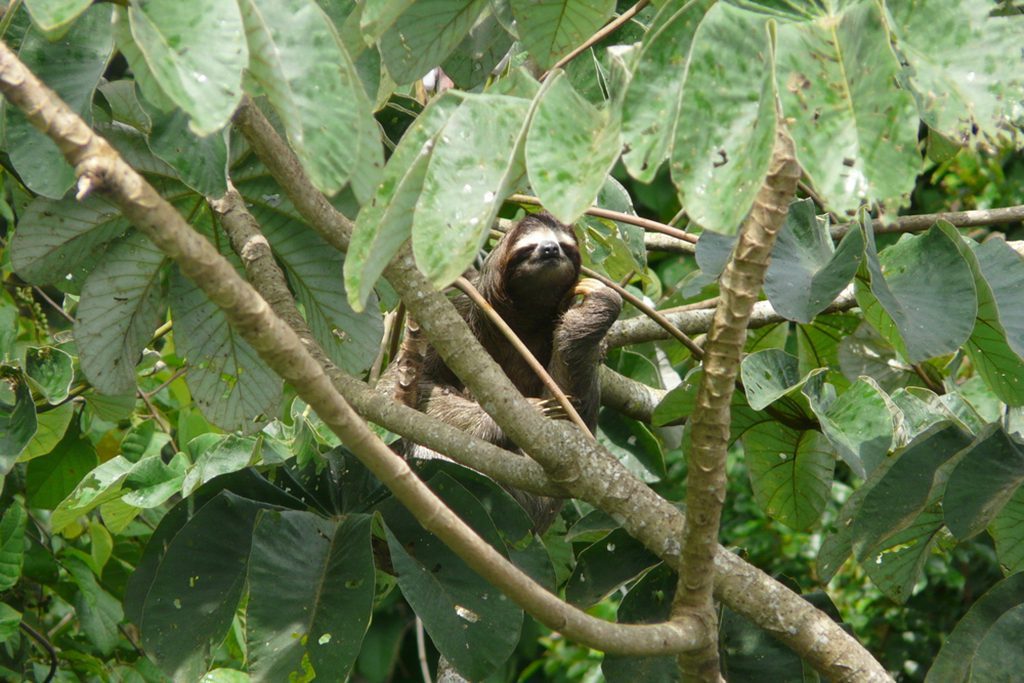 A three-toed sloth resting on a branch near Canopy Tower lodge in Soberania National Park, Panama. Photo taken by Nacho Such."