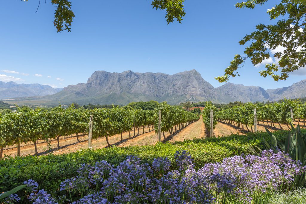 Grape wineland countryside landscape in Cape Town South Africa