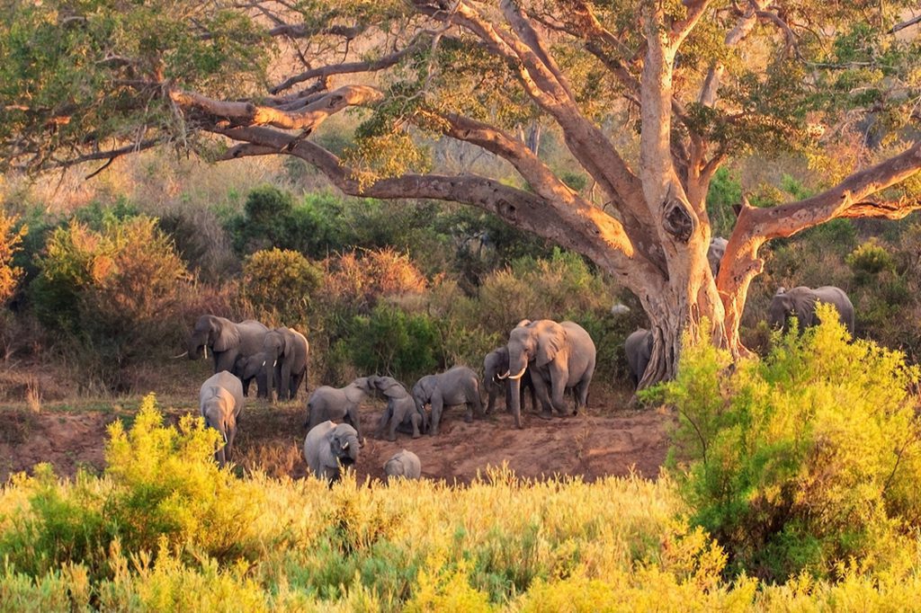 A herd of elephants standing in the grasslands of Kruger National Park, South Africa.