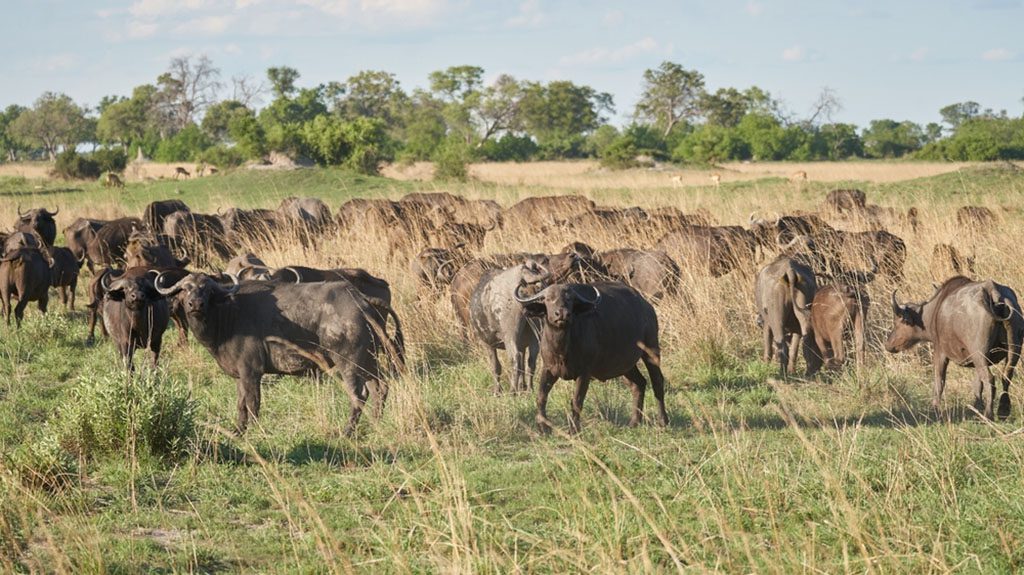 A close-up photo of a group of buffalos in Nkasa Rupara National Park, South Africa, with the sun shining on their backs and highlighting their rugged features.