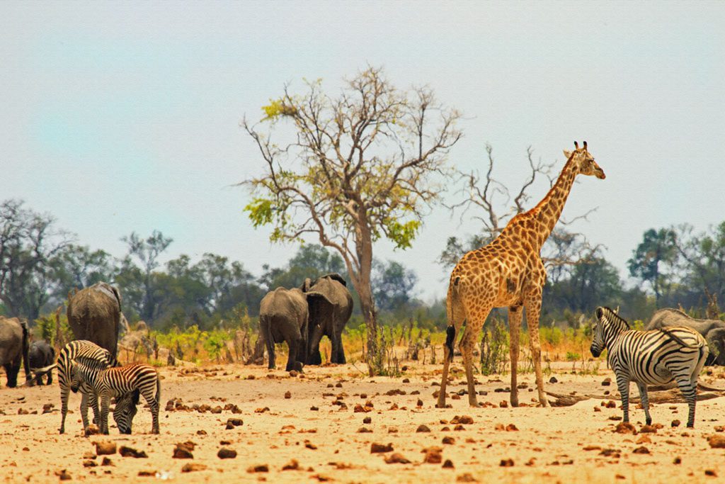 A panoramic view of Hwange National Park in Zimbabwe, Southern Africa, with a painted canvas effect applied. Trees, bushes, and grasses are visible in the foreground, and the landscape extends to the horizon, with blue mountains visible in the distance.