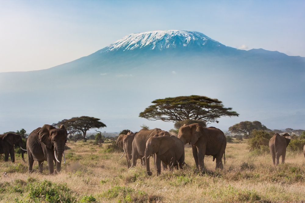 "Mt. Kilimanjaro seen from Amboseli National Park in Kenya"