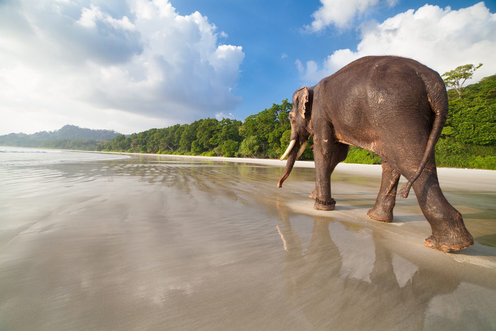 Walking Elephant on Tropical Beach