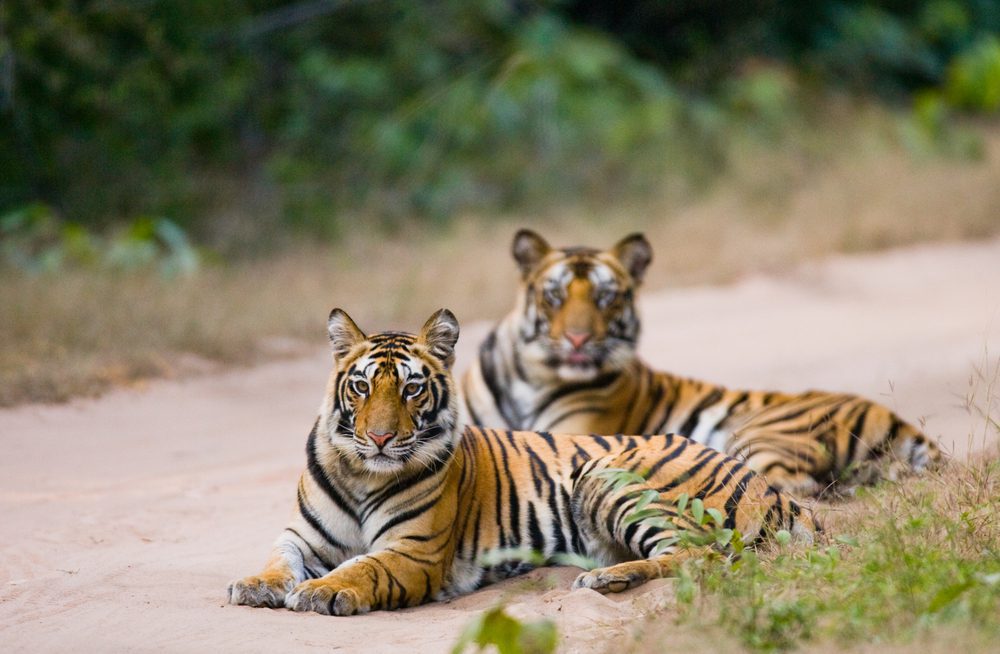 Bengal Tigers in the Jungle