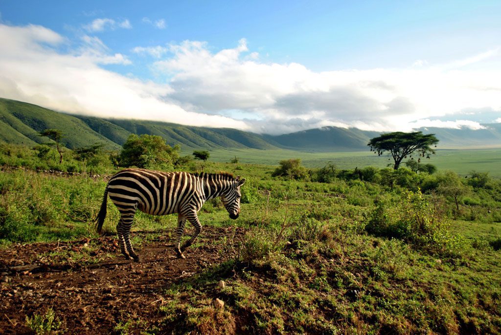 Zebra watching the Ngorongoro Conservation Area in Tanzania