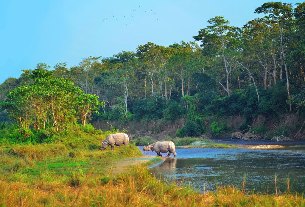 Wild landscape with Asian rhinoceroses in Chitwan, Nepal