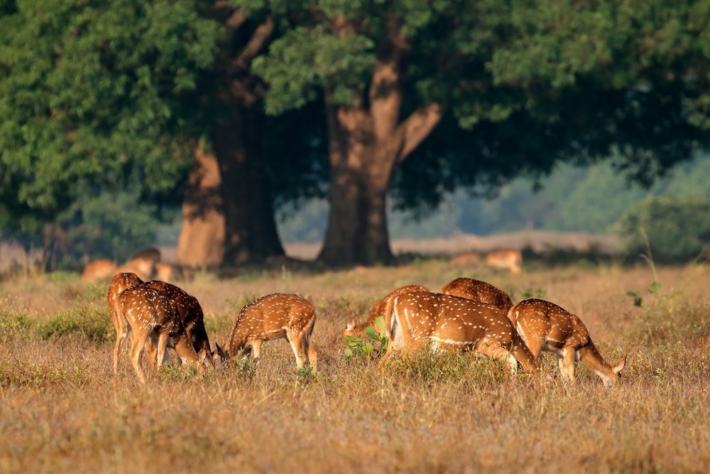 Spotted Deer in Kanha National Park