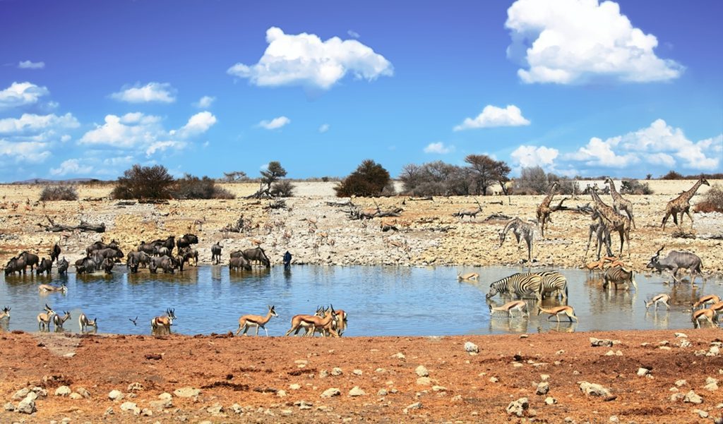 A landscape photo of a waterhole at Okaukeujo in Etosha National Park with a dramatic sky above. Animals can be seen in the distance near the water.]