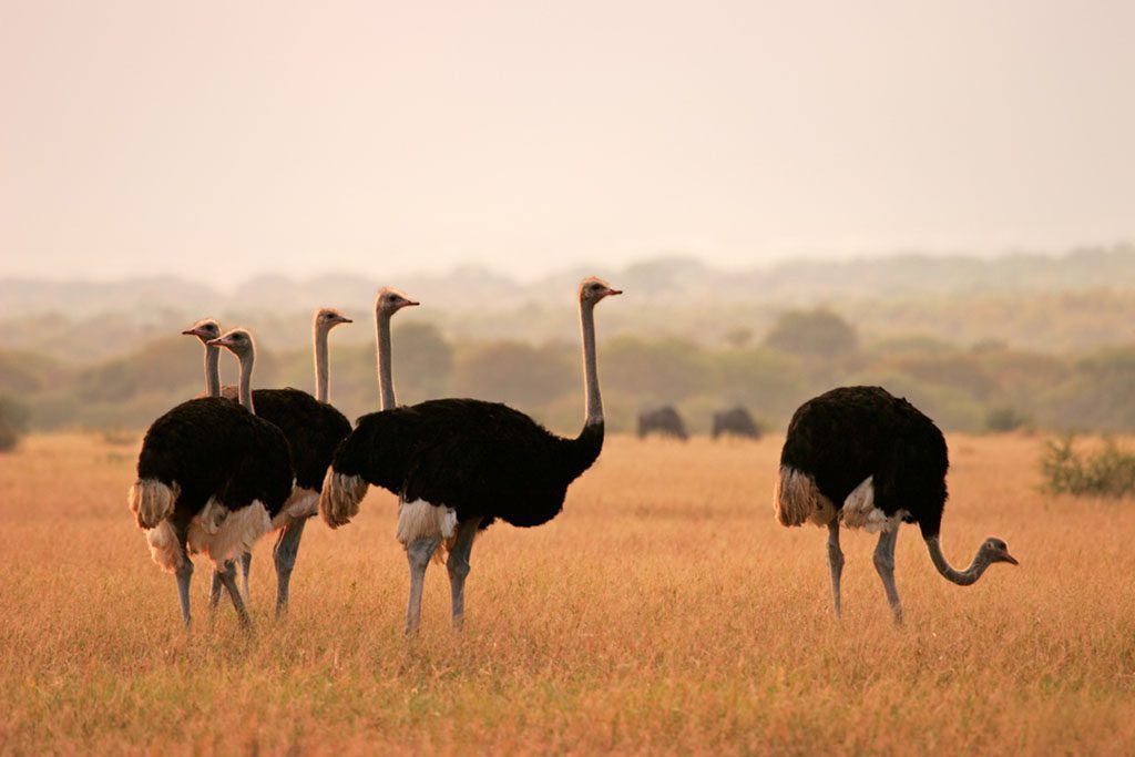 Ostriches in Marakele National Park at sunrise