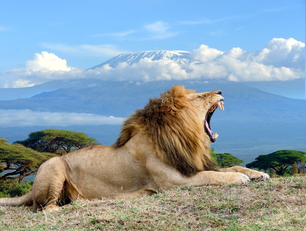 Lion standing on rocky terrain with Mount Kilimanjaro in the background. Photo taken in National Park of Kenya, Africa.