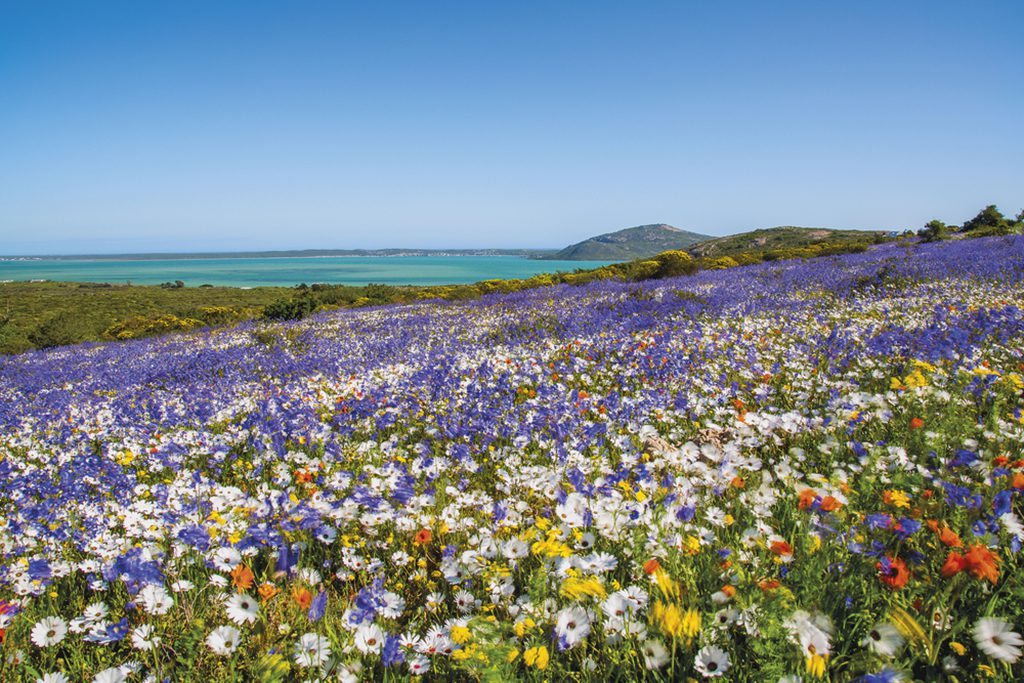 A colorful carpet of wildflowers covering fields along the Western Cape Coast in South Africa