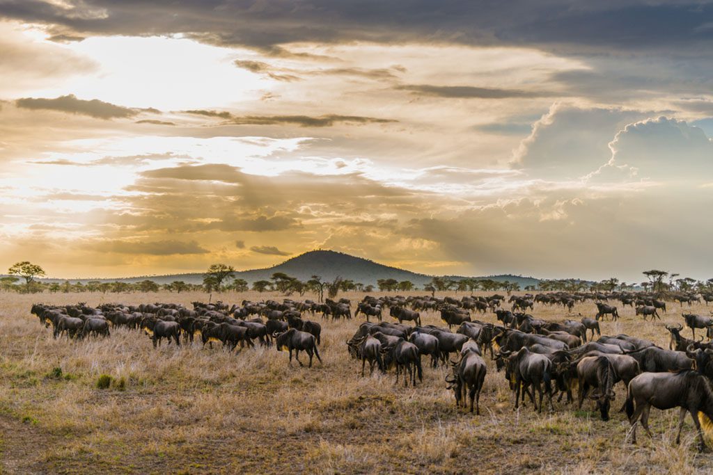 Herd of wildebeests during migration at Serengeti National Park in Tanzania