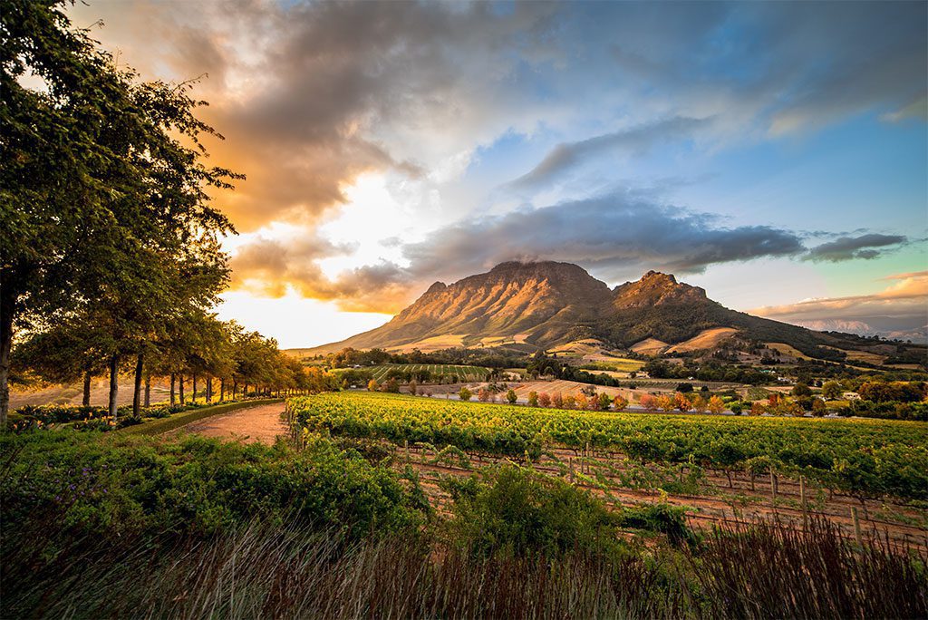  Wine region near Stellenbosch looking at Simonsberg in South Africa - A stunning view of the vineyards and mountains in South Africa's wine country.