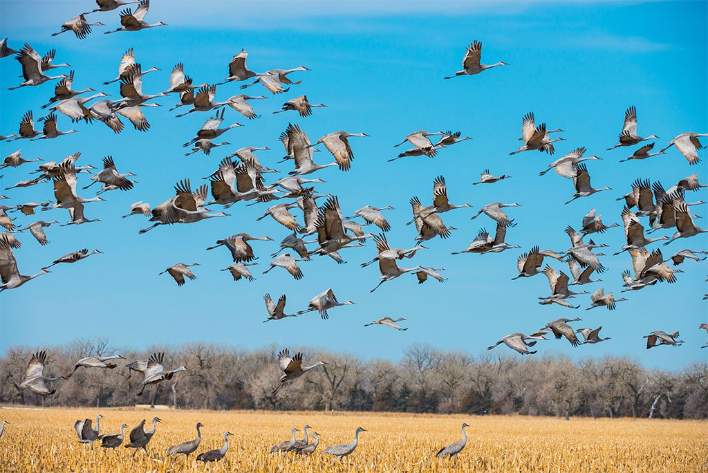 Sandhill cranes in flight in Nebraska