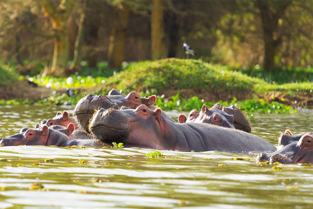 Hippopotamus showing over the waters of Lake Naivasha