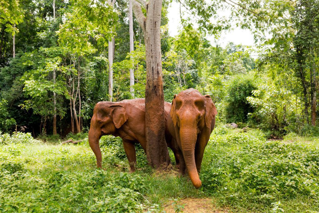 Asian Elephants in a Cambodian Jungle