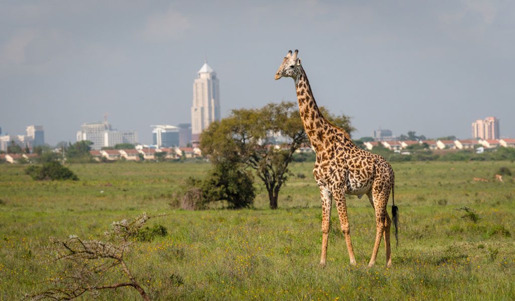 Giraffe in Nairobi national park with Nairobi cityscape in background