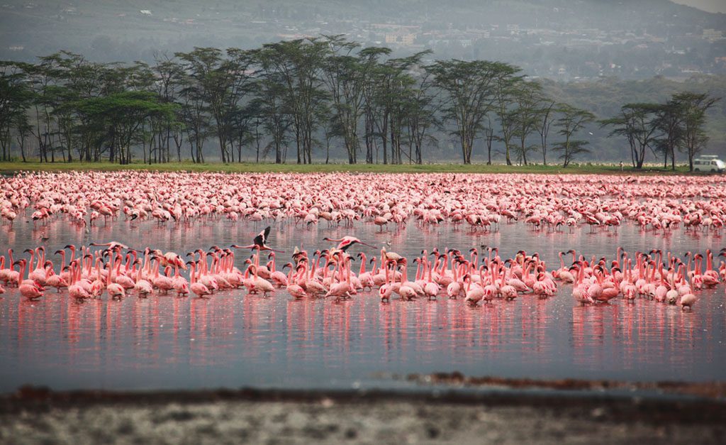 Flocks of flamingos standing in water