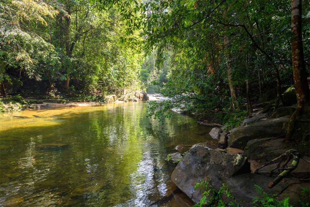 River in the Sinharaja Forest Reserve
