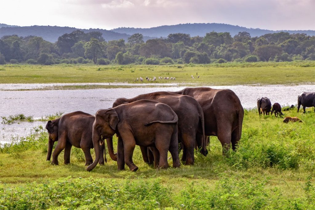 A herd of elephants in the lush green forest of Udawalawe National Park, Sri Lanka.