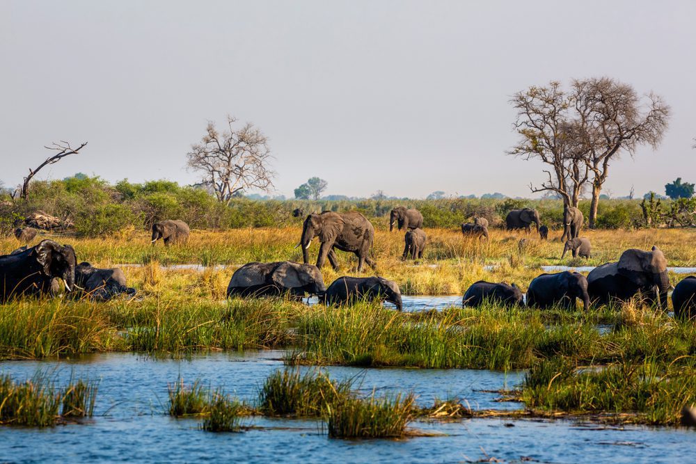 Elephants in Bwabwata, Kwando, Mudumu National Park