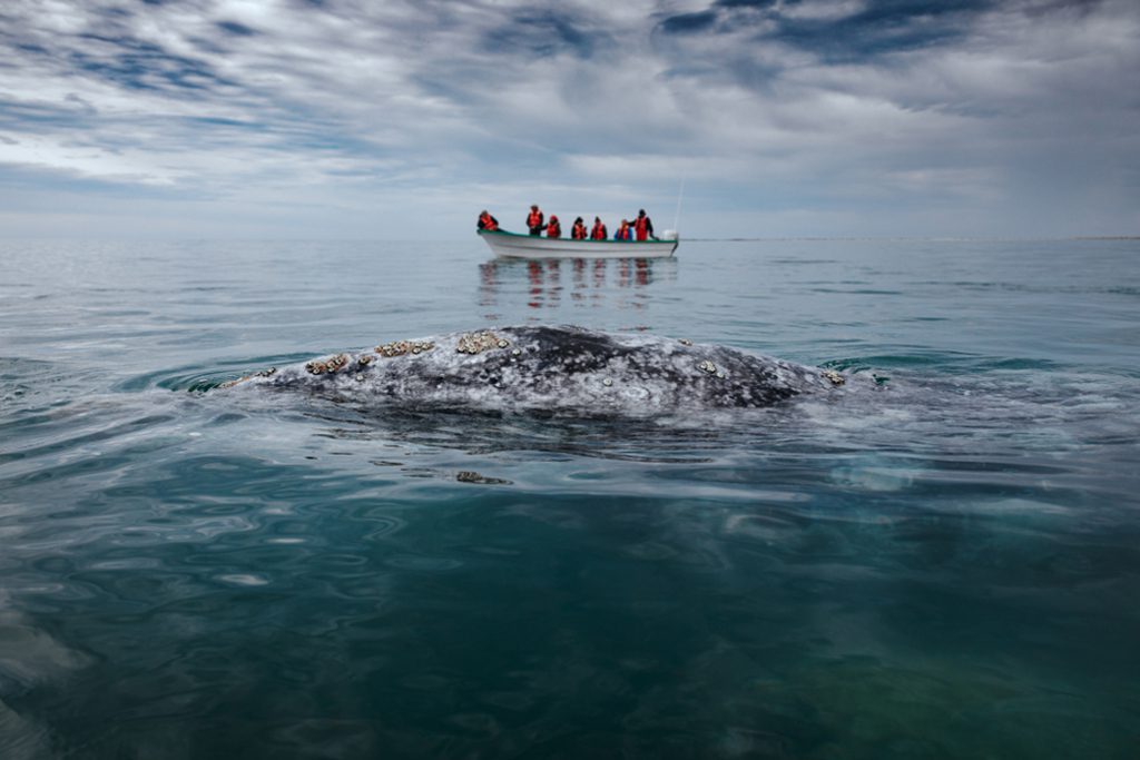 Gray whale in San Ignacio Lagoon, Baja California