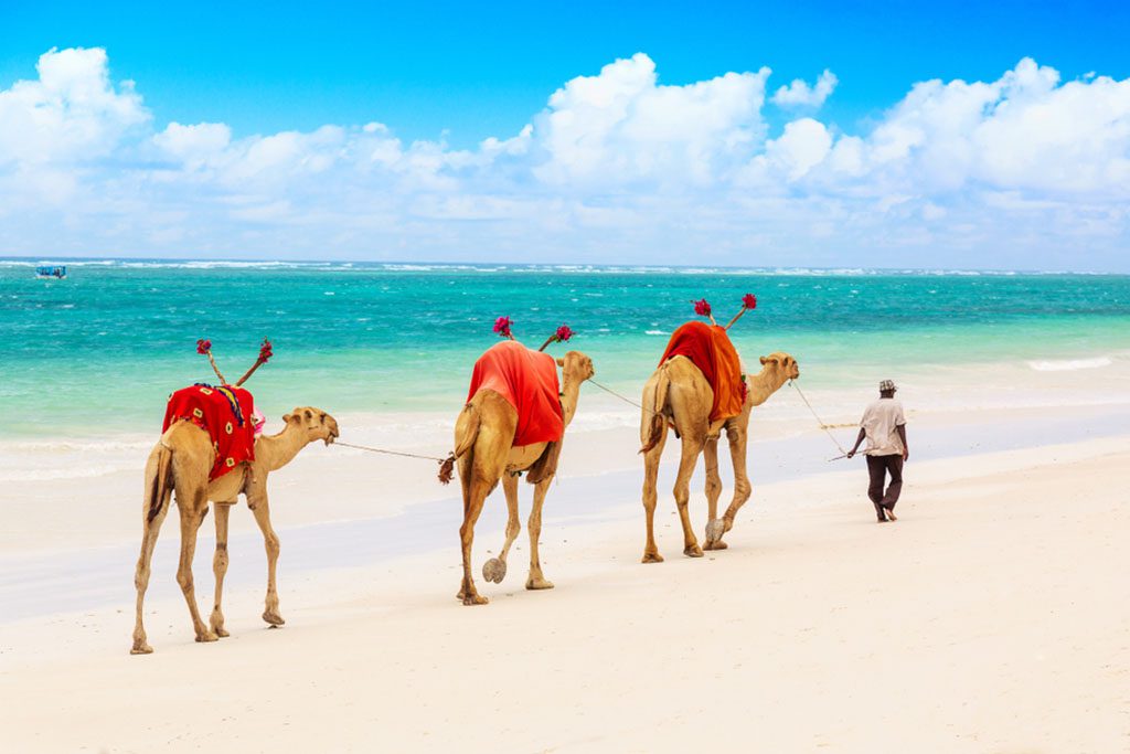 Camels walking on sandy Diani beach in Kenya with Indian ocean and palm trees in the background.