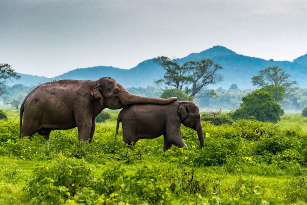 Elephant mom and baby elephant walking in a green field in Minneriya National Park, Sri Lanka.