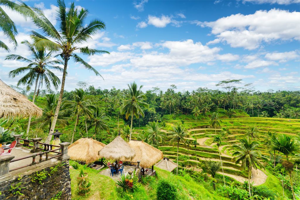 Rice terrace of Bali Island, Indonesia.